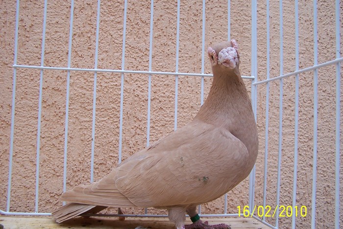 Picture 134 - Carunculat de Oradea