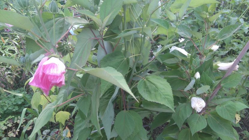  - Gradina flori 2017