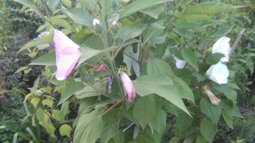 HM alb si roz - Gradina flori 2017