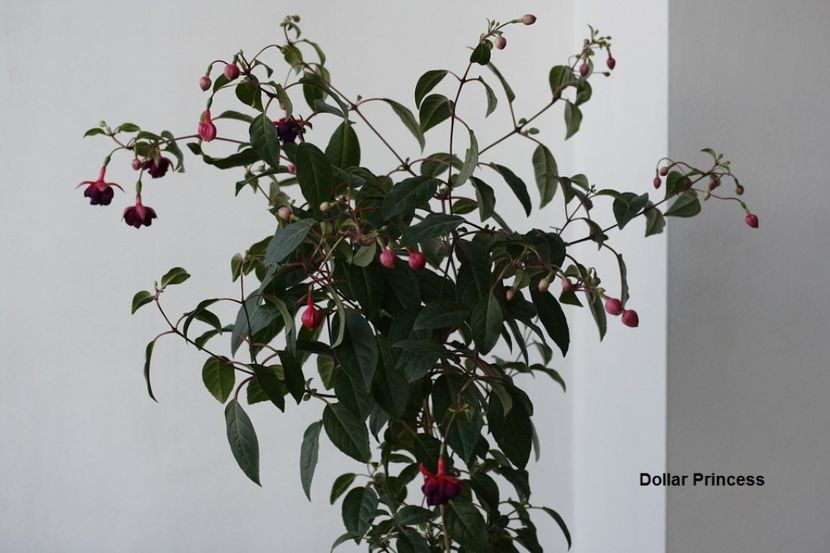 iulie 2017 - 02 Fuchsia