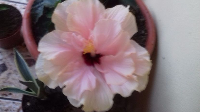  - Cine știe Cum îi spune la hibi ăsta?