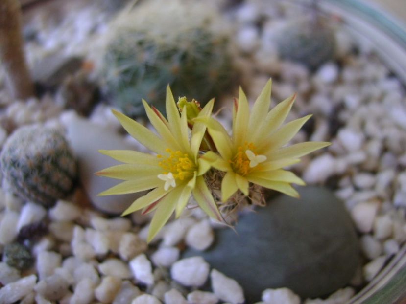 Turbinicarpus krainzianus v. minimus - Cactusi 2017 bis bis