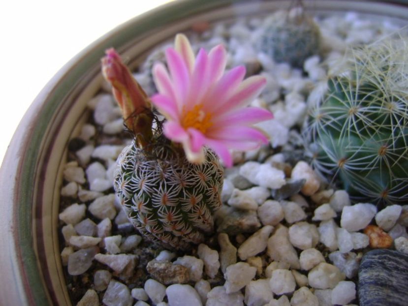 Turbinicarpus krainzianus v. lausserii - Cactusi 2017 bis bis