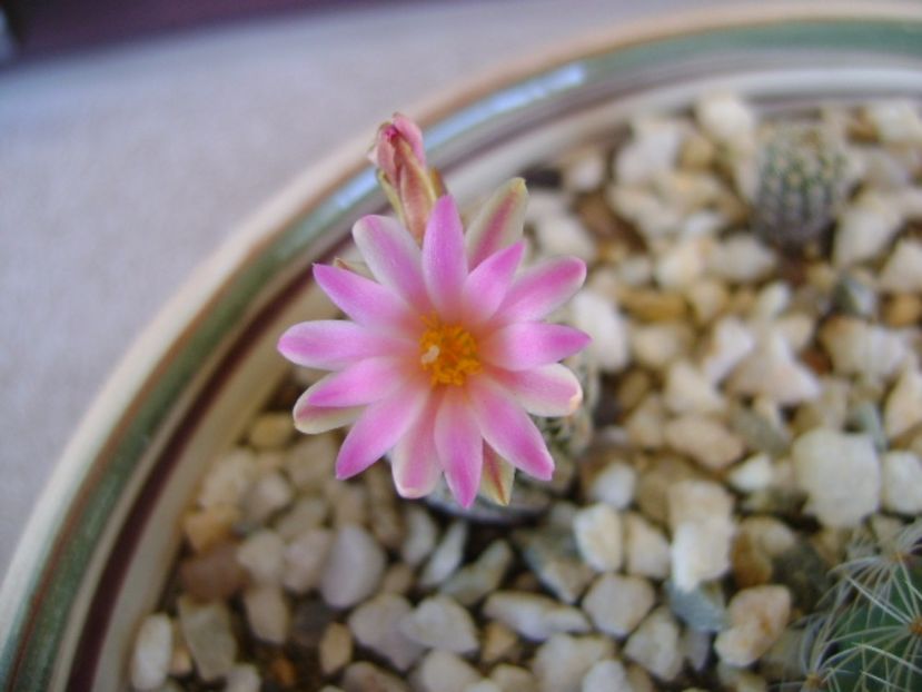 Turbinicarpus krainzianus v. lausserii - Cactusi 2017 bis bis