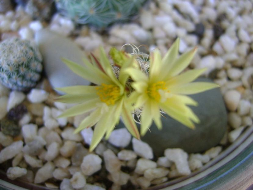 Turbinicarpus krainzianus v. minimus - Cactusi 2017 bis bis