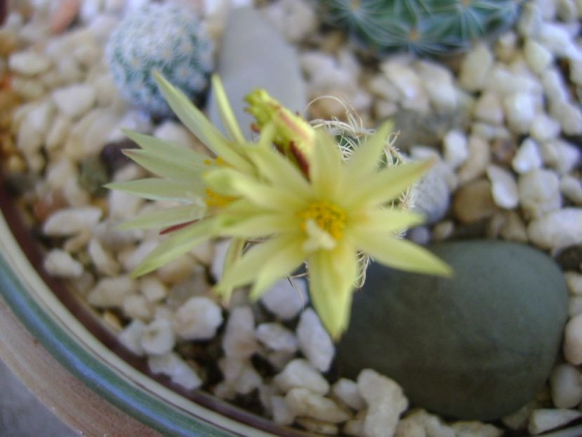 Turbinicarpus krainzianus v. minimus - Cactusi 2017 bis bis