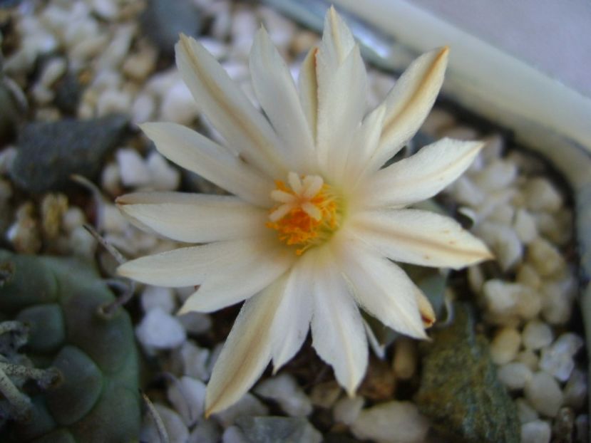 Turbinicarpus klinkerianus - Cactusi 2017 bis bis