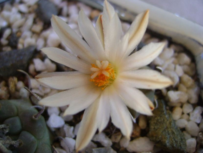 Turbinicarpus klinkerianus - Cactusi 2017 bis bis
