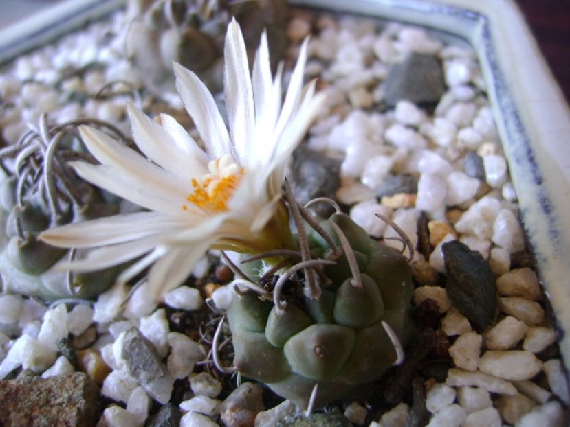 Turbinicarpus klinkerianus - Cactusi 2017 bis bis