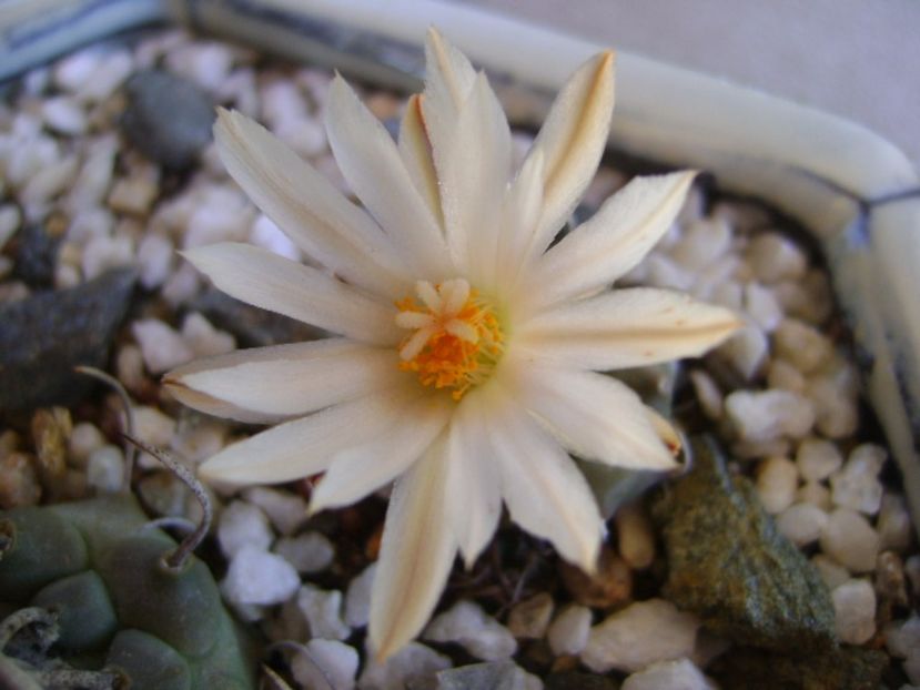 Turbinicarpus klinkerianus - Cactusi 2017 bis bis