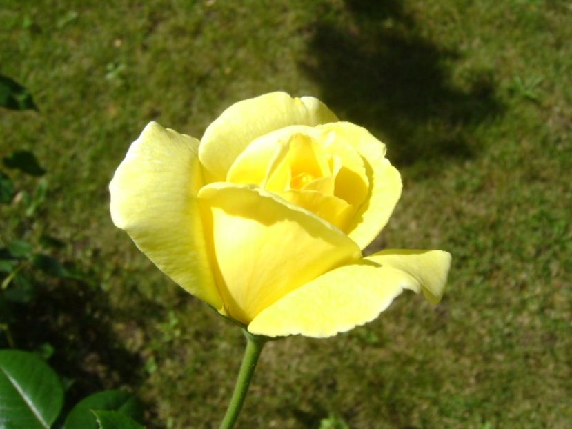 Trandafir - r Vara 2016-2017-2018-2019