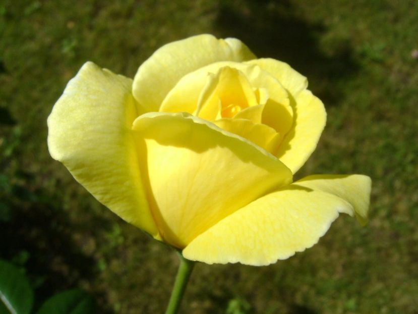 Trandafir - r Vara 2016-2017-2018-2019