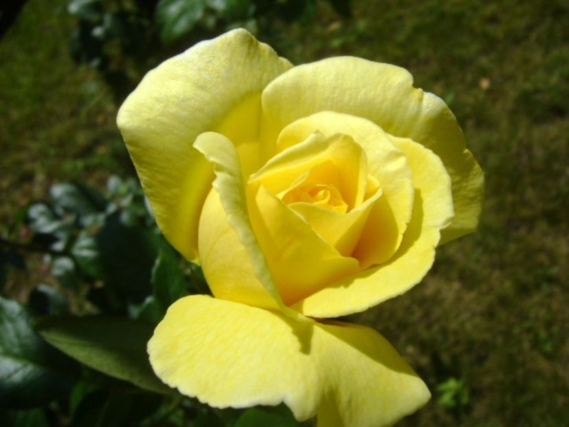 Trandafir - r Vara 2016-2017-2018-2019