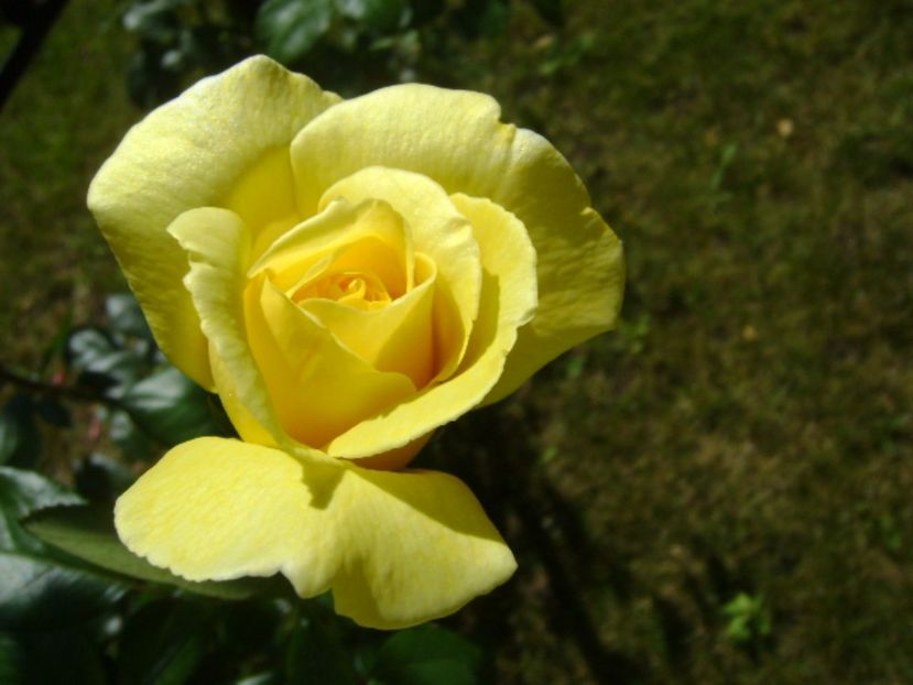 Trandafir - r Vara 2016-2017-2018-2019