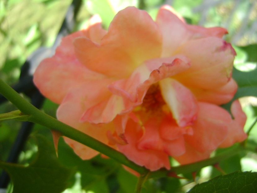 Trandafir - r Vara 2016-2017-2018-2019