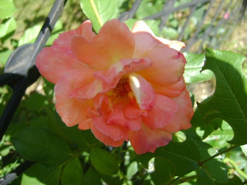 Trandafir - r Vara 2016-2017-2018-2019