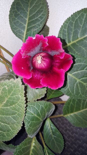  - Gloxinia