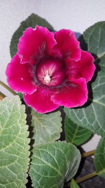  - Gloxinia