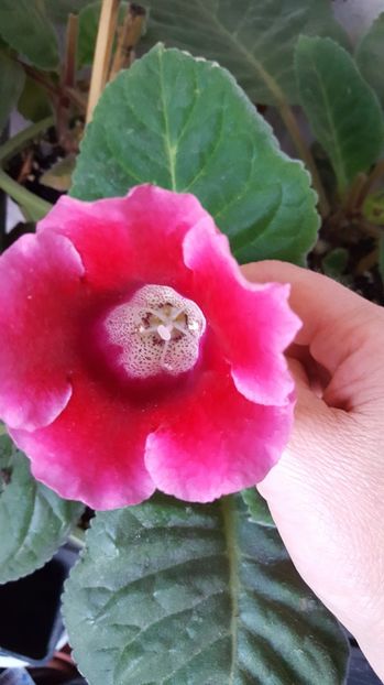  - Gloxinia