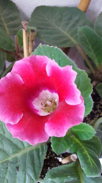  - Gloxinia