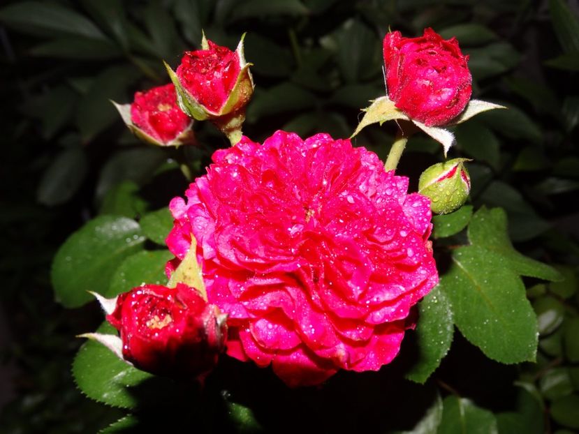  - Red Leonardo da Vinci