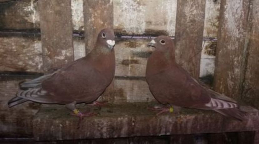 4 - 5-Rosi de bucuresti perechi 2017