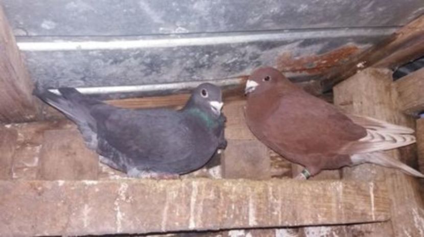 5 - 5-Rosi de bucuresti perechi 2017