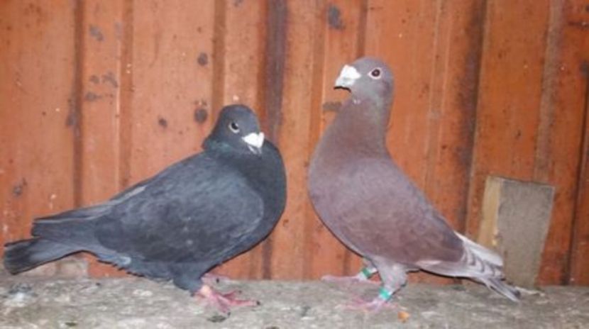 6 - 5-Rosi de bucuresti perechi 2017