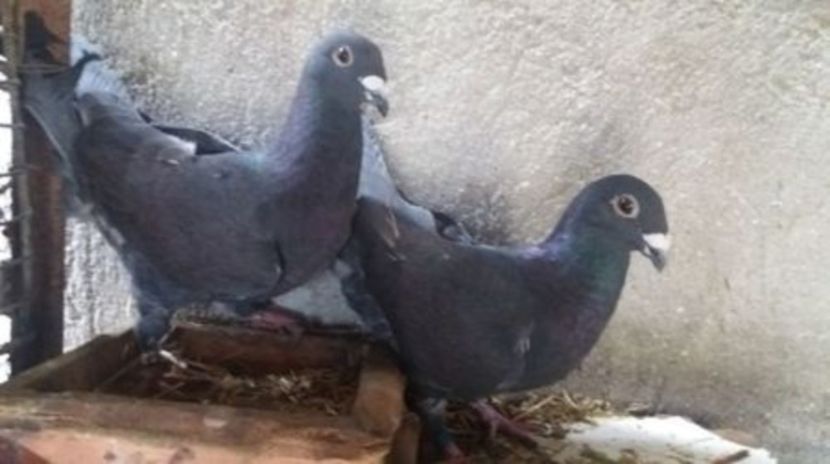 7 - 5-Rosi de bucuresti perechi 2017