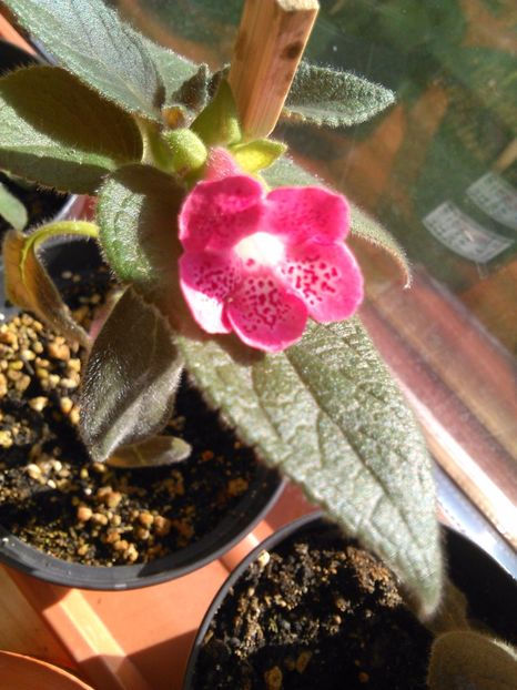 Marquis de Sade - KOHLERIILE MELE 2017