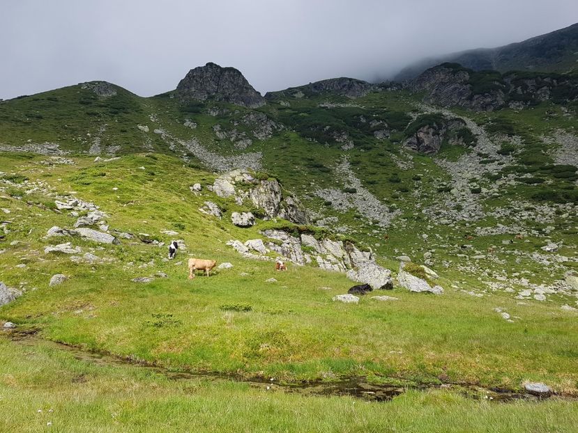 Pasune alpina cu vacute fericite - Frumuseti in M-tii Parang 2017