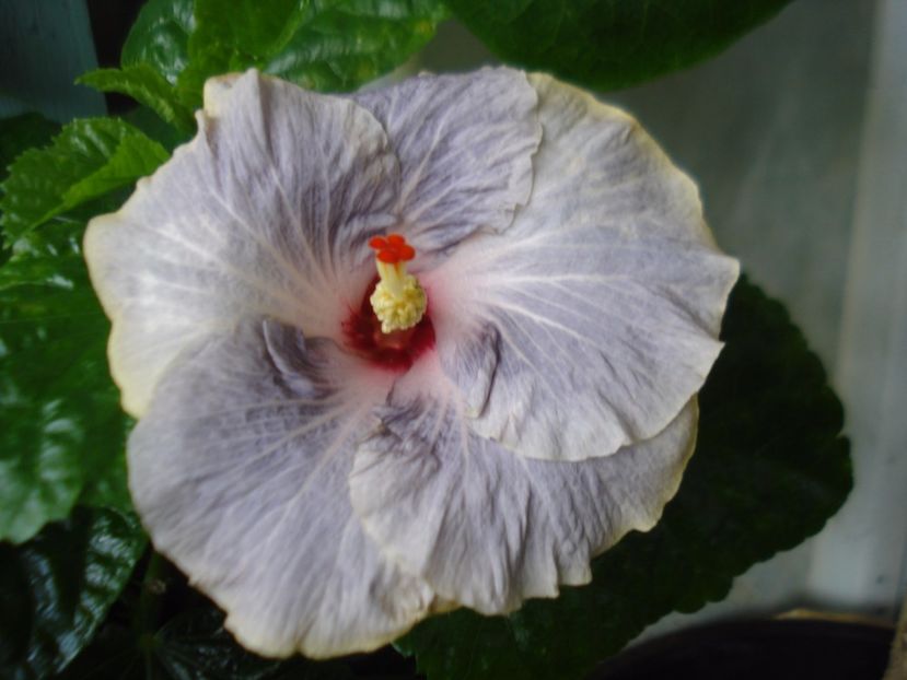  - HIBISCUS 2017