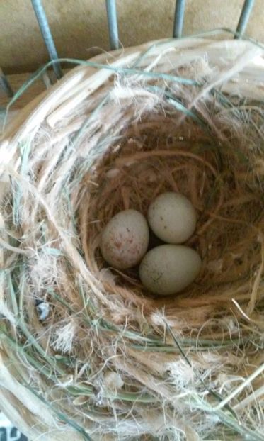 Ultima ponta - Canari - 2017