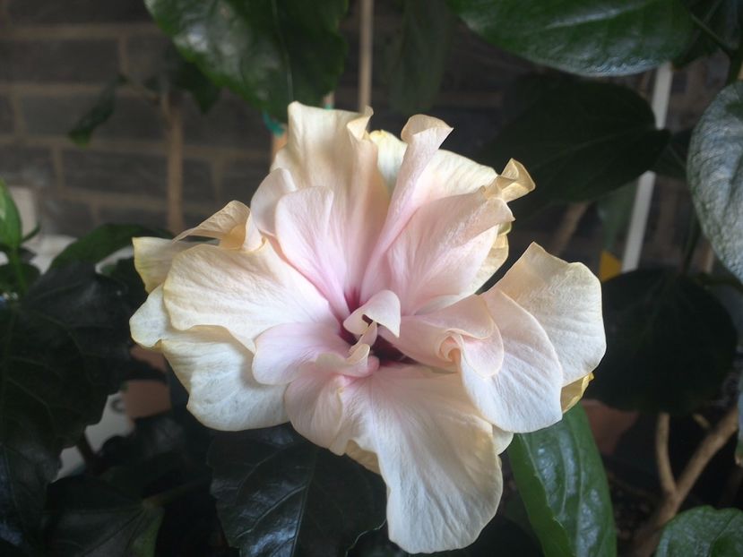 WIN_20170719_074356 - 03Hibiscus