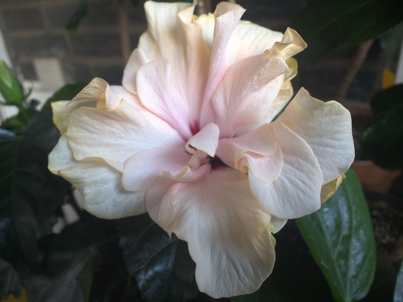 WIN_20170719_074409 - 03Hibiscus