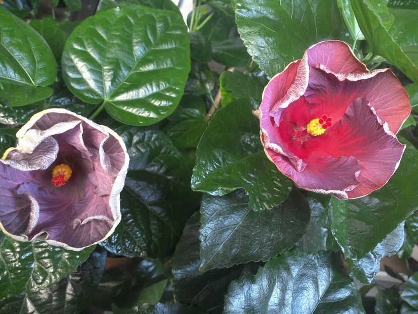 WIN_20170719_074116 - 03Hibiscus