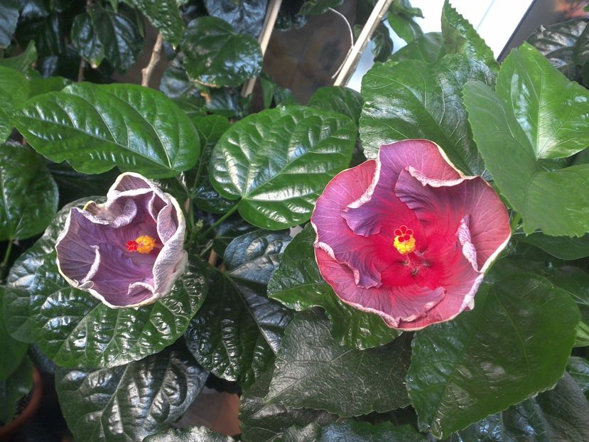 WIN_20170719_074131 - 03Hibiscus