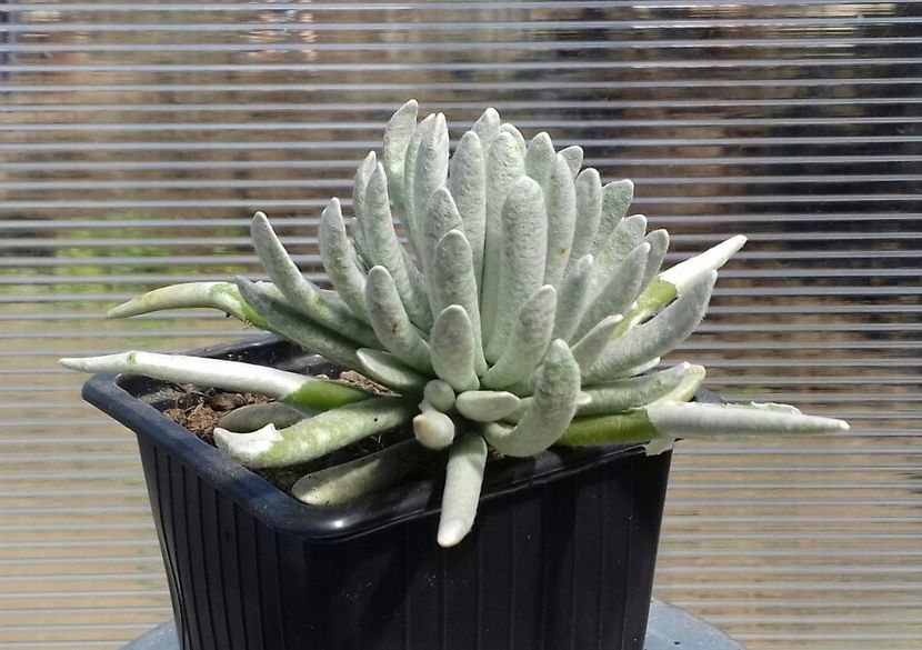 Senecio scaposus - Senecio