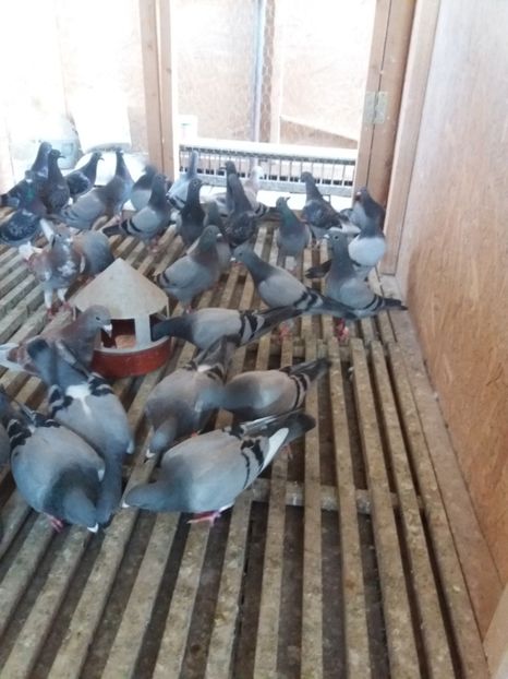  - porumbeii mei