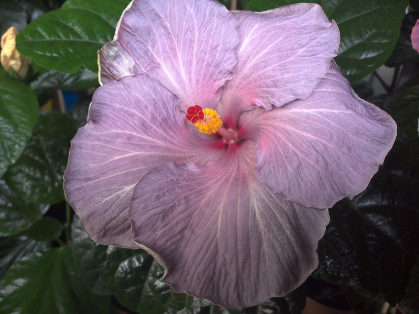 WIN_20170719_085306 - Moorea Blue Stone