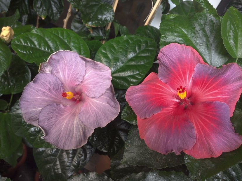 WIN_20170719_085141 - 03Hibiscus