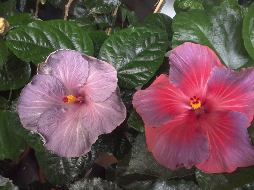 WIN_20170719_085142 - 03Hibiscus