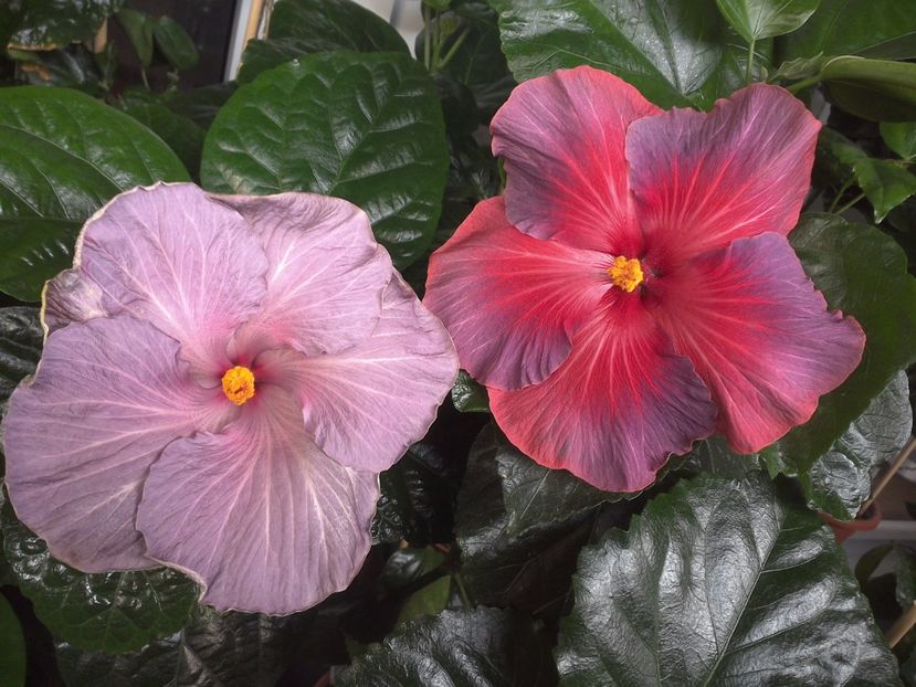 WIN_20170719_085535 - 03Hibiscus