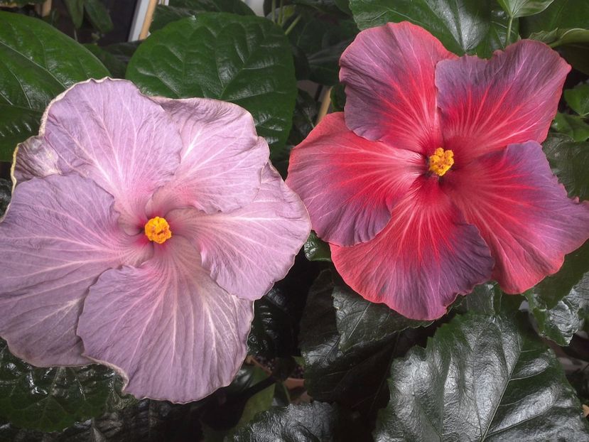 WIN_20170719_085540 - 03Hibiscus