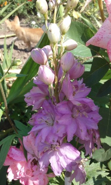  - Delphinium si nemtisor