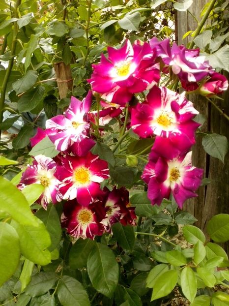 purple splash - 0 TRANDAFIRI 2017