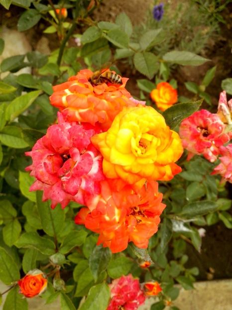  - 0 TRANDAFIRI DIMOV 2017