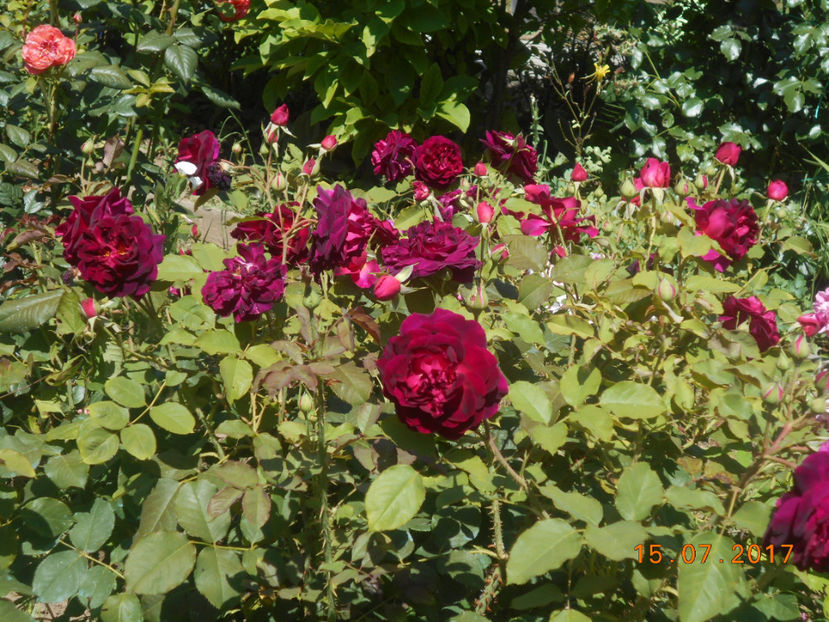  - 4TRANDAFIRI 2017