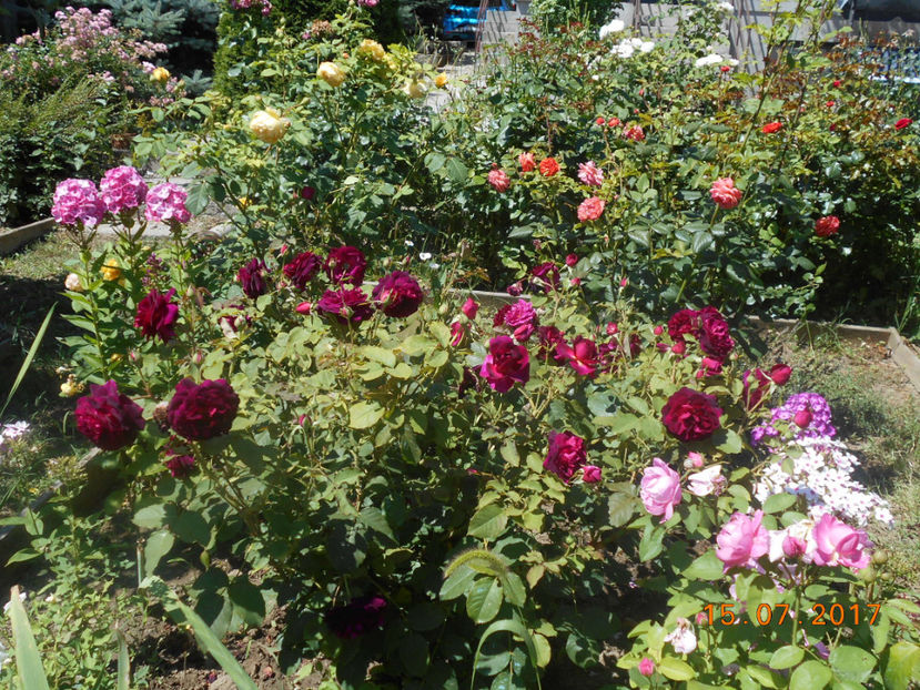  - 4TRANDAFIRI 2017