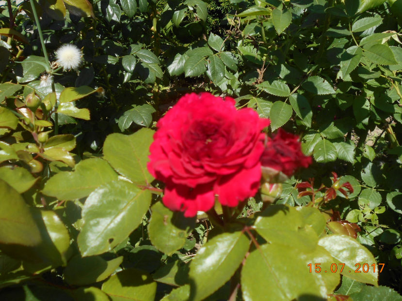  - 4TRANDAFIRI 2017